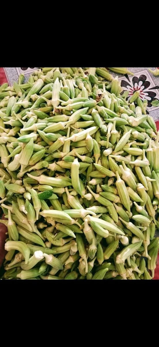 عندي بذور بانيه لهلوبه  للبيع الكيلو ٤٥ وبيه مجال وعندي دايات فلفل حار وبارد وبيذنجان دايات طينيه محاويل قرب حي الشهداء ***********
