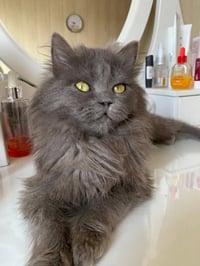 للتبني 07709829699