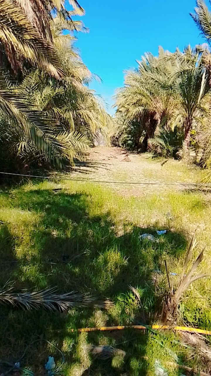 السلام عليكم دونم للبيع 117 المكان كوت ***********
