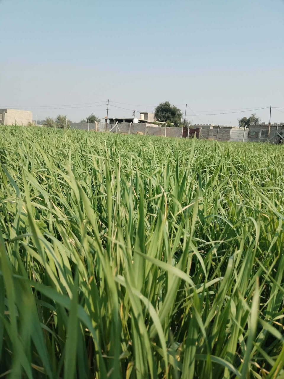 السلام عليكم ارض للبيع صالحه السكن مع كافة الخدمات تبليط مع كهرباء مع ماء اساله مع  بئر سقي المساحة ٣ونص دونم الرض مسيجه بيئارسي بل كامل العنوان بغداد جسر ديالى الجديد منطقة الكرغوليه خلف معمل الغاز الاتصال على الرقم ***********
