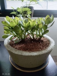 نباتات • احواض اسمنتية • شغل يدوي