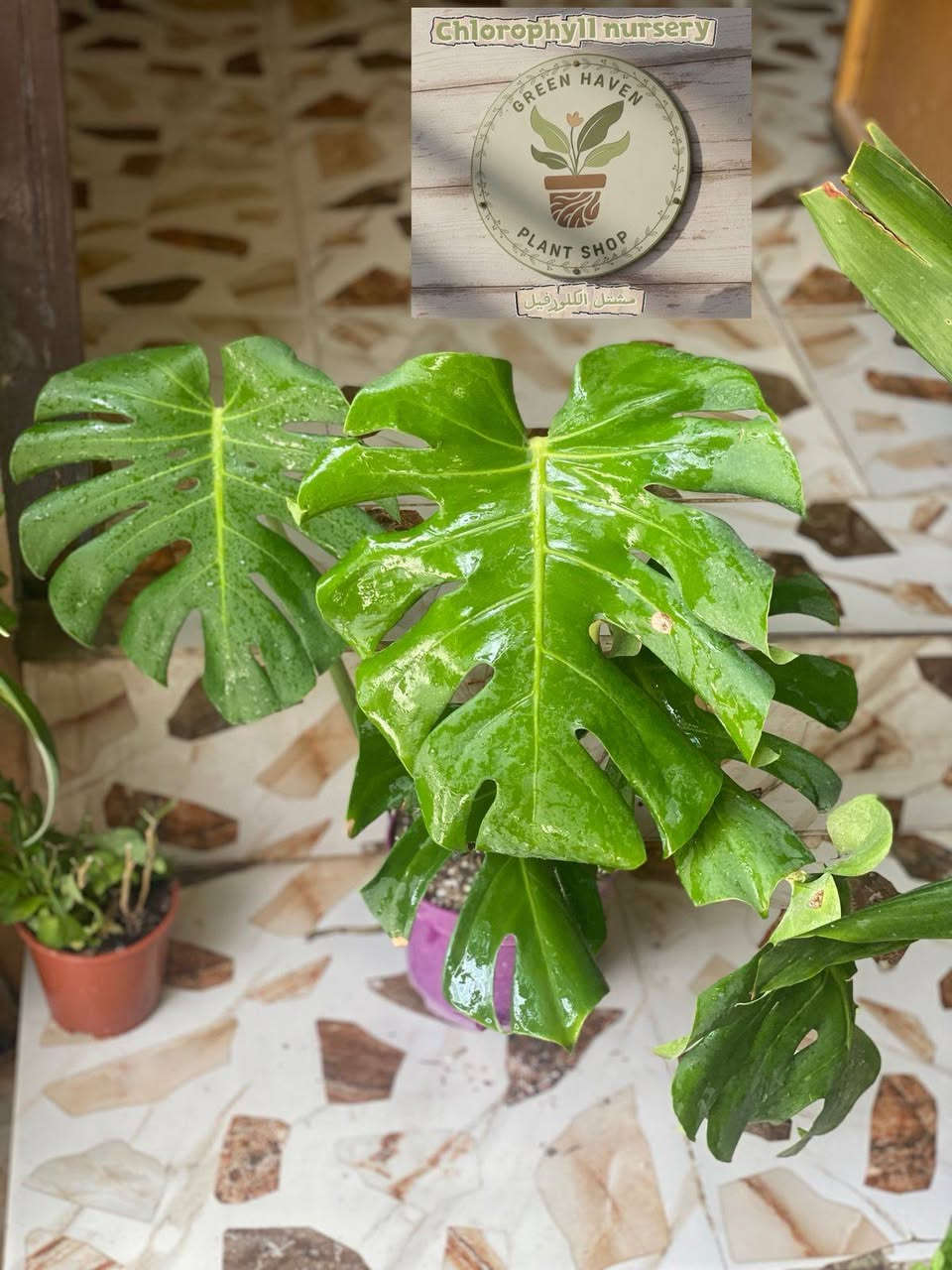 وصول وجبة نباتات جديده بأسعار مناسبه جداً مشتل الكلورفيل @إشارة


**إذا كنت صاحب هذا الإعلان وتريد حذفه لأي سبب، رجاءا أرسل رسالة إلى الدعم الفني**