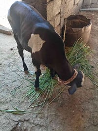 حولي • غنم • حيوانات للبيع • عجل • ماشية