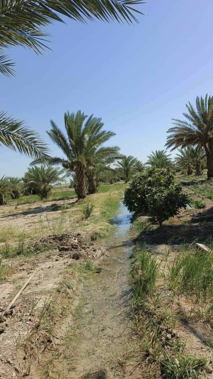🌴 للبيع بستان طابو صرف – الديوانية / السنية 🌴
📍 الموقع: نزلت سيد جرص – قرية حمزة آل غانم
📐 المساحة: 9 دونم
📄 الجنس: بستان طابو صرف

✅ البستان مزروع بالكامل
✅ يحتوي على 3 آبار ارتوازية
✅ حصة نهر متوفرة
✅ المياه متوفرة بشكل دائم وممتاز للزراعة

📞 للاستفسار والتفاصيل أكثر:
***********

مناسب للاستثمار الزراعي أو السكن الهادئ والأجواء الريفية 🌿
