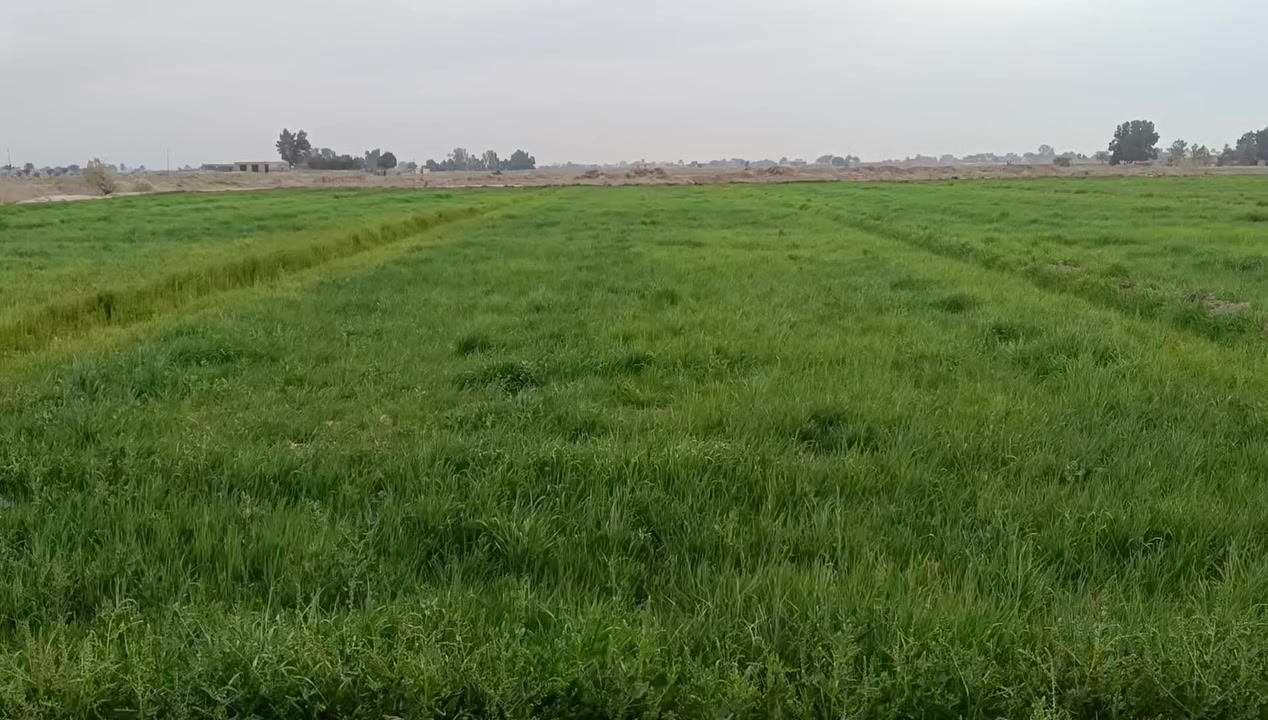 14 دونم ضمان شعير سراحه مكان بابل ناحية النيل سريديب ستفسار
***********
***********
