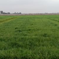 ١٤ دونم • بابل ناحية النيل • سريديب