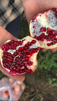 مشتل كرار الزراعي.  الأسعار جمله فقط رمان وندول فول امريكي صنف ممتاز م...