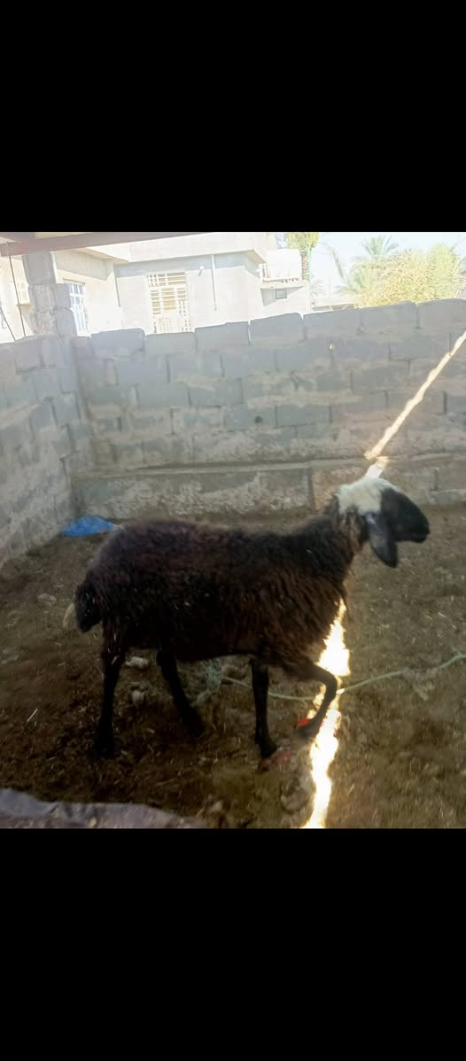 بسم الله ما شاء الله متاح فطيمه ذبح وزنها ما يقارب 18 الى 17 كيلو خير من الله مالت الدير مكانها بغداد المشاهده سعرها 280 قفل توصيل ما عندي. ///‏‪***********
