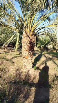 ابو الخصيب • ١١٥٠م • طابو عراقي