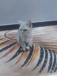 بزونه • ضايعه • زراعي الصحه