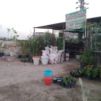 مشتل • ورود وحَمضيات • الصويره