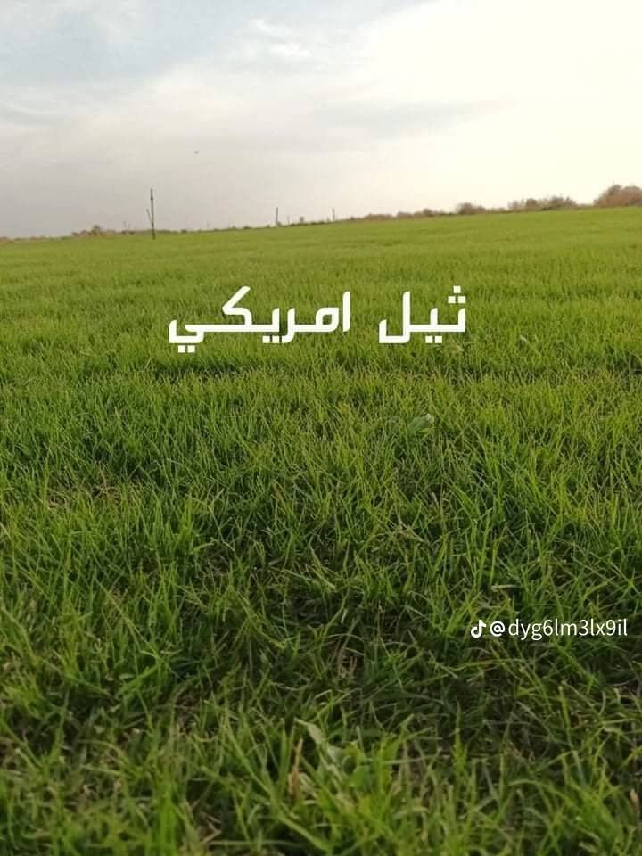 سلام عليكم متوفر ثيل هندي و أمريكي و فرنسي و إيطالي متوفر كوادر تجهيز ملاعب دوائر حكومية منتزه وحدائق و يوجد توصيل مجاني لجميع محافظات العراق 
يوصلك الطلب خلال 24 ساعة انتصل على الرقم *********** و مراسله واتساب
