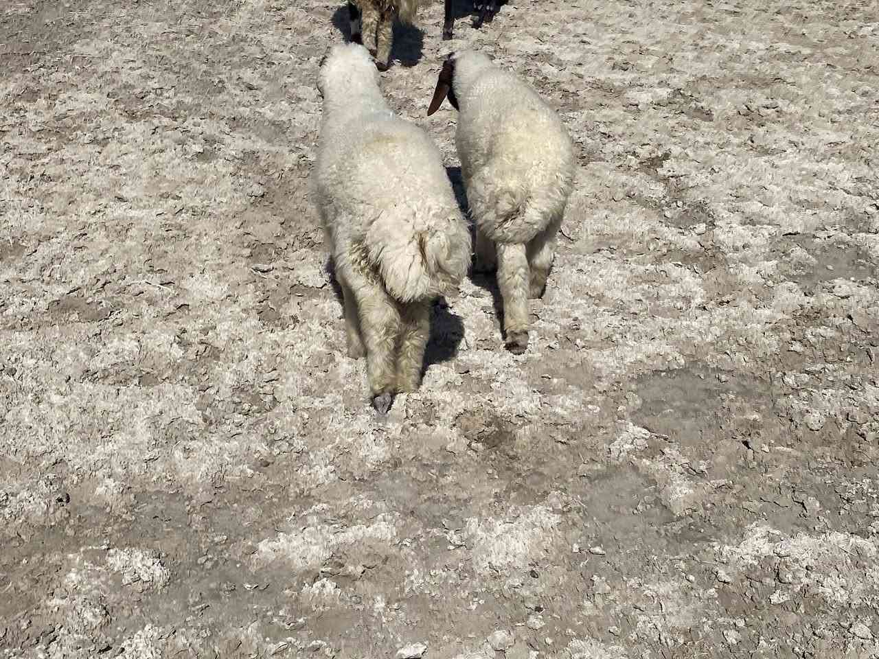 زوج فحله ب455 مكاني سماوه


**إذا كنت صاحب هذا الإعلان وتريد حذفه لأي سبب، رجاءا أرسل رسالة إلى الدعم الفني**