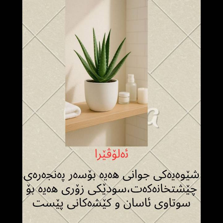 ئەم گوڵانە لەئێستادا لەئینجانەگوڵ بەردەستن...


**إذا كنت صاحب هذا الإعلان وتريد حذفه لأي سبب، رجاءا أرسل رسالة إلى الدعم الفني**