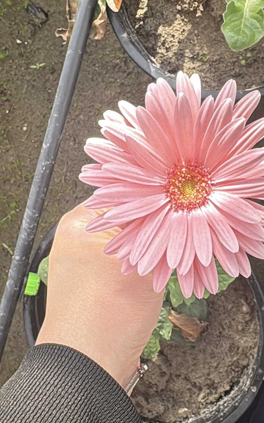 � نباتات جربيرا مزهرة للبيع 🌸
ألوان متعددة (أحمر – وردي – أصفر)
🌱 نباتات قوية وصحية
🌱 مزروعة بعناية داخل بيت زجاجي
🌱 جاهزة للنقل والتسليم

مناسبة للمشاتل والحدائق
العدد محدود

📍للأستفسار ‭0771 509 2935‬
