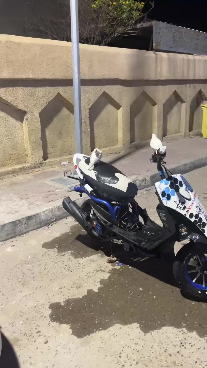 ماكس عدله مال لعب دراجه 55 دراجه ماناقصها شي بس سلف يرادله شخاطه  دراجه هندر واحد شلعه ومعدل وخلجات رياضي وقبق فلاوين و الوياله لونين وقبابه كور لو ازرك دراج تخبل وماناقصه شي   مكان البصره الامن الداخلي السعر (575)بيه مجال حك جيه بس تواصل واتساب فقط ***********
