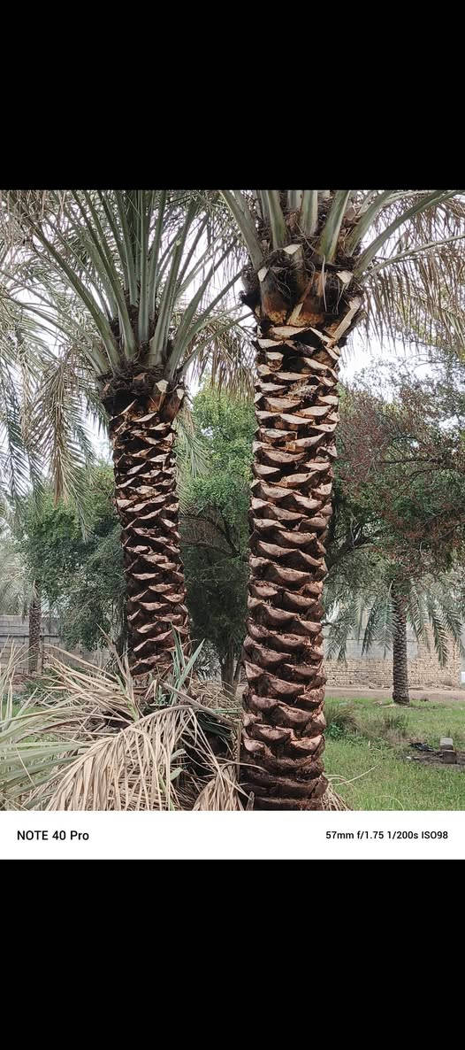 تكريب النخيل🌴
اتصل وتدلل انواع العمل
تطعيم
تكريب
تنضيف
تقليم
حش
كص النخل
كص الشجر
كص الكابرس او تقليم وترتيبه
تقليم الياس
لقاح
چبراز
تركيز
كبريت علاج حشري علاج فطري علاج خياس. 
زراعة الثيل والشتلات وفسائل النخيل
تبديل تراب الحدايق
تثبيت المقرنص 
____________________
عملي بأي مكان اتصل وتدلل (***********) مهند #الكعبي
