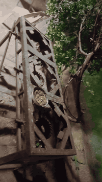 غراض مطعم للبيع  2 بريمز ابو عين واحد بريمز ابو عينين واحد بريمز او 3ع...