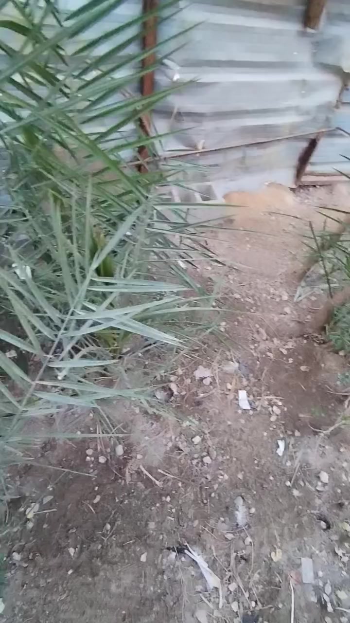 شباب يرحم أهلكم الي محتاجهن يجي يشلعهن ياخذهن بيهن أكثر من ٢٠ فسيلة
مجانا مجانا
المكان بغداد الكمالية
***********
***********
