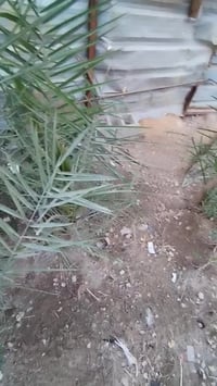 شباب يرحم أهلكم الي محتاجهن يجي يشلعهن ياخذهن بيهن أكثر من ٢٠ فسيلة مج...