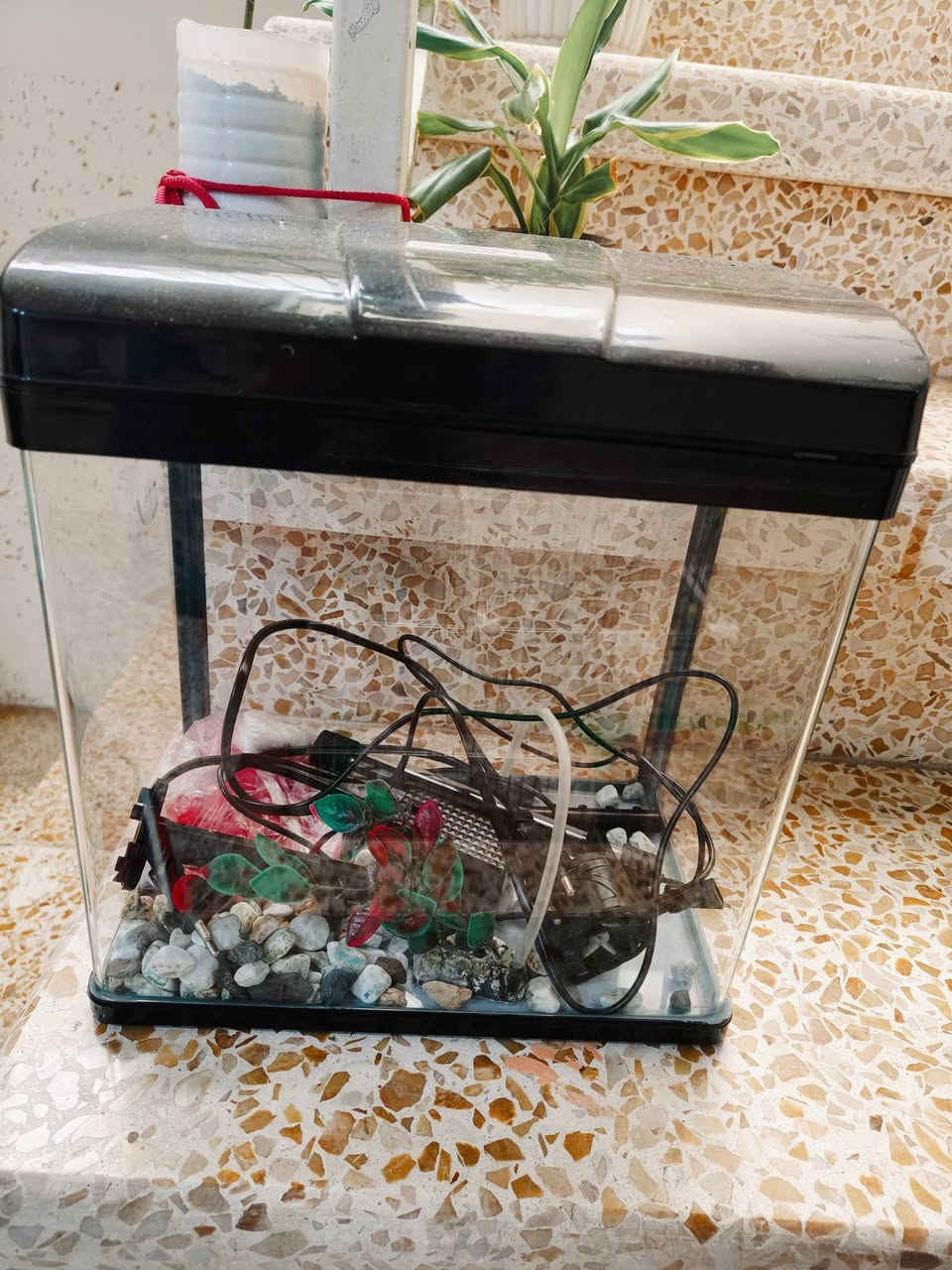 قفص + حوض .. للبيع
قفص حجم كبير للكوكتيل كله هو الغراض معاه ب20 الف فقط + حوض سمك نظيف كامل هو والغراض معاه ب23 الف فقط / موصل ايسر وتوصيل عليه


**إذا كنت صاحب هذا الإعلان وتريد حذفه لأي سبب، رجاءا أرسل رسالة إلى الدعم الفني**