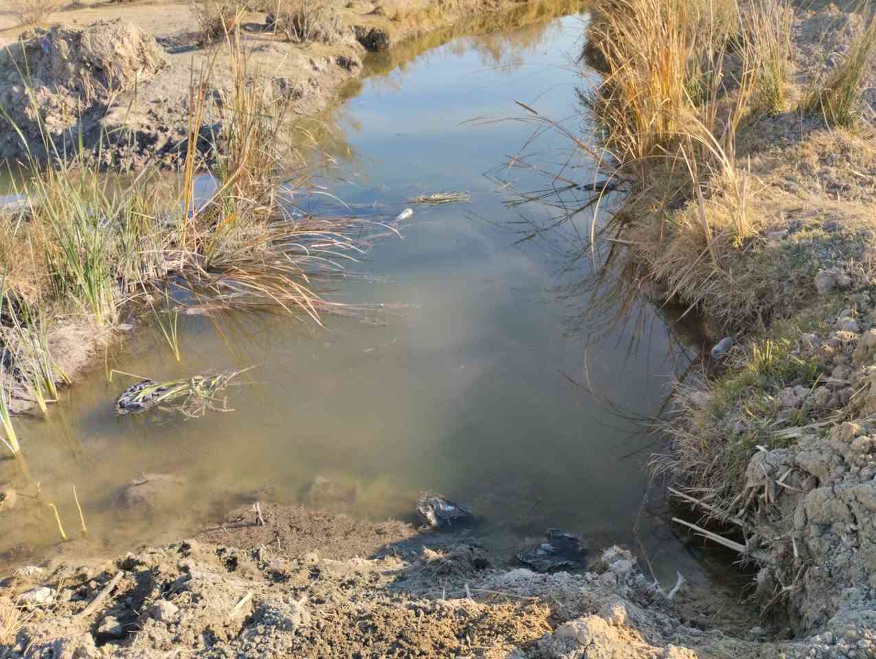 بسم الله الرحمن الرحيم 
5 دوانم زراعيه للبيع 
صوب بني ركاب 
قرب بعير
ماي مستمر
 الكاع بين نهرين 
وجه الكاع 55ونزال 250
السعر على الخاص 
للتواصل الاتصال على الأرقام 
الموجوده بالاعلان 
***********
***********
او مراسلة الصفحة 
#هادي_الحجيمي
