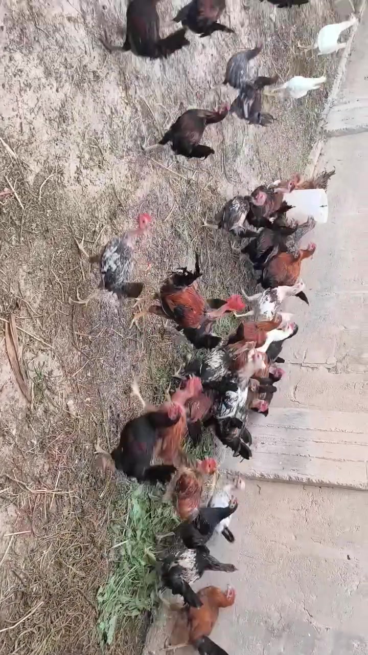 متاح ديوك عرب اصلي ابو ركيبه وعادي نشاط وصحه خير من الله واللون ونقاشات حلوه الاستفسار الاتصال علا رقم
متاح ديوكت عرب نشاط وصحه خير من الله 
بيهم ابو ركيبه وعادي الوان ونقاشات خير من الله ‬‏   الاستفسار الاتصال علا رقم ‪*********** مكلف بنشر هذه رقم صاحبهن
