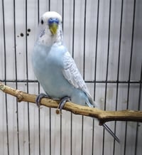 طير حب • فحل • كلش حلو