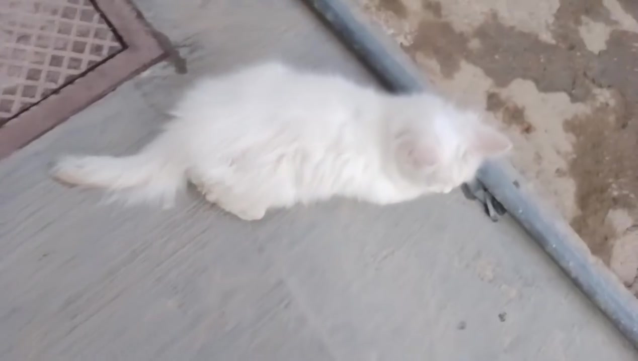 للبيع


**إذا كنت صاحب هذا الإعلان وتريد حذفه لأي سبب، رجاءا أرسل رسالة إلى الدعم الفني**