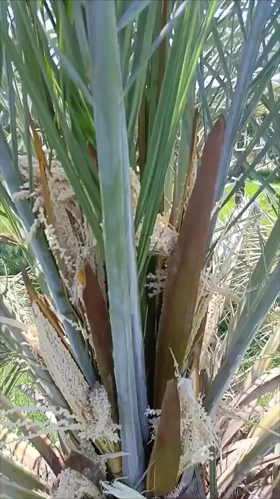 تلقيح النخيل ***********
