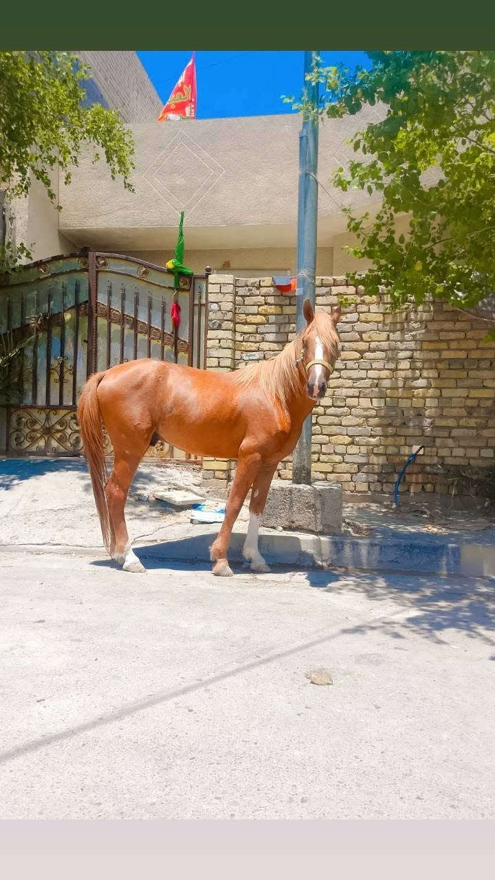 فلو عربي اصيل عمره سنتين مكاني بغداد بسعر مناسب ***********
