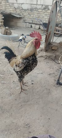 ديج • دجاجة بياضه • قفل
