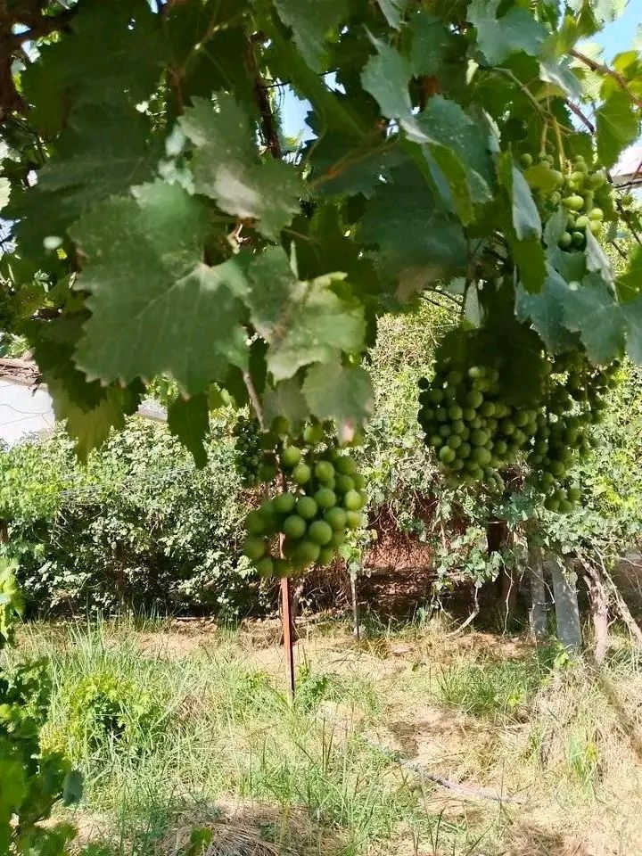 بيع مستعجل جدا مزرعة للبيع طابو اسود مباشر من ابو طابو مساحة 10 دونم  واجه كلش جبيره تقريباً 200م في كركوك طريق ليلان قريه ترجيل مسيجه كامل بيها بيتين بيت سكن وبيت للحارس وبيها بير ماء ارتوازي ومحوله خاصه للمزرعه ومولد بيها ومسبح والاشجار مثمره متنوعه تقريبا ١٠٠٠ شجره مثل تين وزيتون وعنب و مشمش وحمضيات وغيرها وتقرببا بيها ثلاث دوانم ممزروعه سعره مناسب للمزيد من معلومات اخرى يرجى اتصال على رقم مبايل ***********
