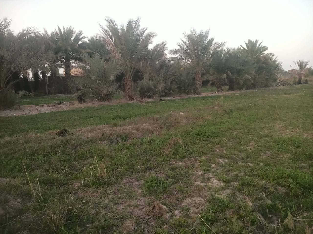 ارض زراعيه بين الشطره والغراف عله شارع العام قرب مطعم الامين
المساحه 9 دوانم بيها 4 بيوت 
والشط بصفها وماي من البوري رئيسي
 مدرسه قريبه
 كهرباء 
شارع سبيس ينزل عليه تبعد عن شارع العام 50 م
 بيها تقريبا 300 نخله كله محمل وخير من الله نخل بنواعه... وذا تريد بس ٥ دونمات نص هم اكو الدونم على ٥٠ مليون 
الاستفسار ***********
