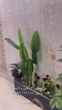 مزرعة  مزاج الدوره البعيثه  سعر الشفت ١٥٠ الف فقط توفر حجز بسعر مناسب ...