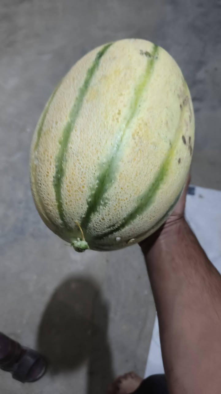 بذور بطيخ درجة أوله
***********
