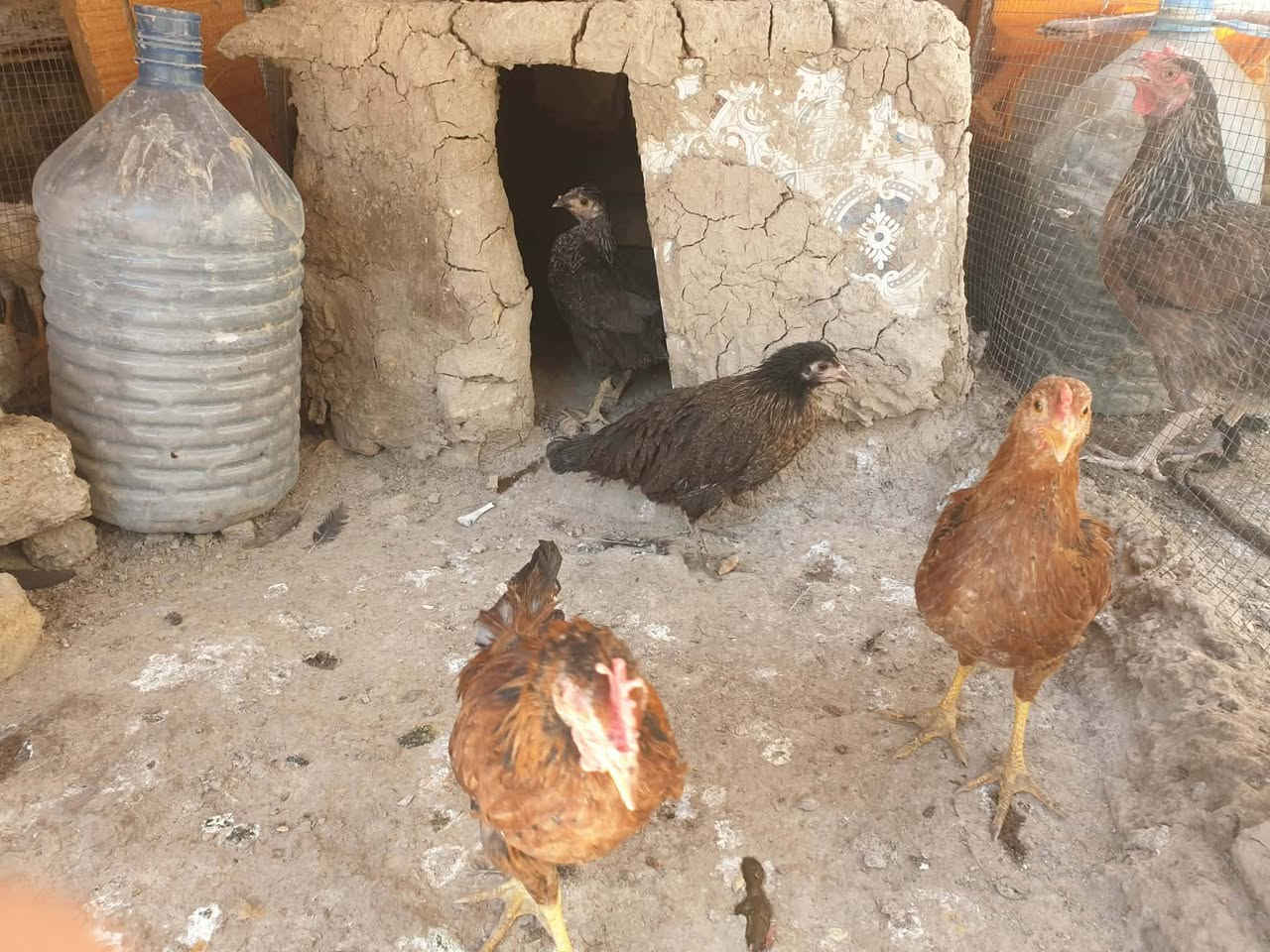 سلام عليكم دجاجة وبيضاتهة وفراري للبيع ليرديهن يراسني بسعر مناسب جدأ


**إذا كنت صاحب هذا الإعلان وتريد حذفه لأي سبب، رجاءا أرسل رسالة إلى الدعم الفني**