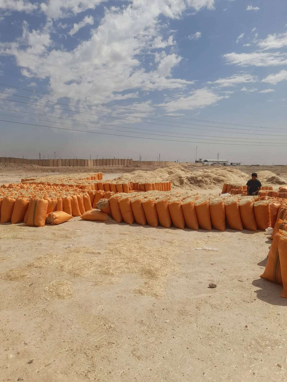 السلام عليكم يوجد لدينا تبن مال السنه شليف ابو 60يوجد سعر الزوج بل البكان 2500يوجد توصيل الجميع محافظات رقم‏‪***********/***********/
