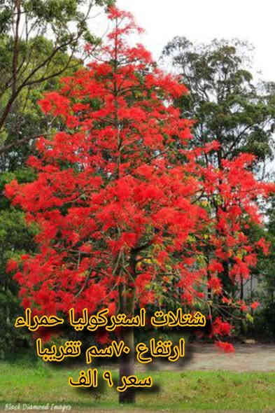 🌿 مشتل نباتات نادرة 🌿
توفرت مجموعة مميزة من أجمل النباتات 🤩
كل نبتة بجمالها وسحرها الخاص 💚

📦 التوصيل متوفر لجميع محافظات العراق
📞 ***********

خلي لمسة الخضار والجمال ببيتك أو حديقتك 🌿✨
