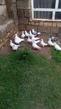 شباب طيور ارافل لبيع كلهن اخوات الشراي خاص او يتصل 07816351945