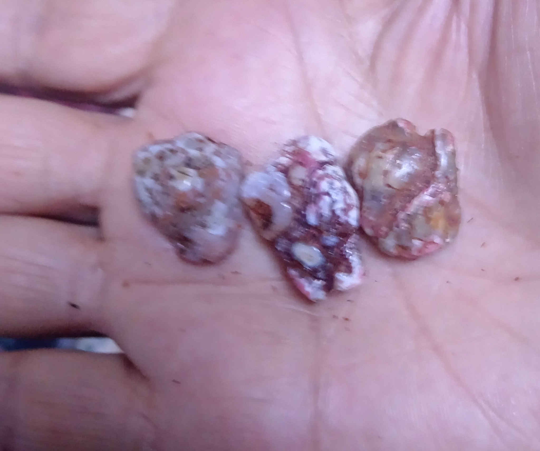 سلام عليكم زوعات حيه بري كلش قديمات وبيهن شغل قوي للبيع سعره وتفاصيل خاص وتدلل مكاني
بغداد مدينه الصدر لا يوجد توصيل


**إذا كنت صاحب هذا الإعلان وتريد حذفه لأي سبب، رجاءا أرسل رسالة إلى الدعم الفني**