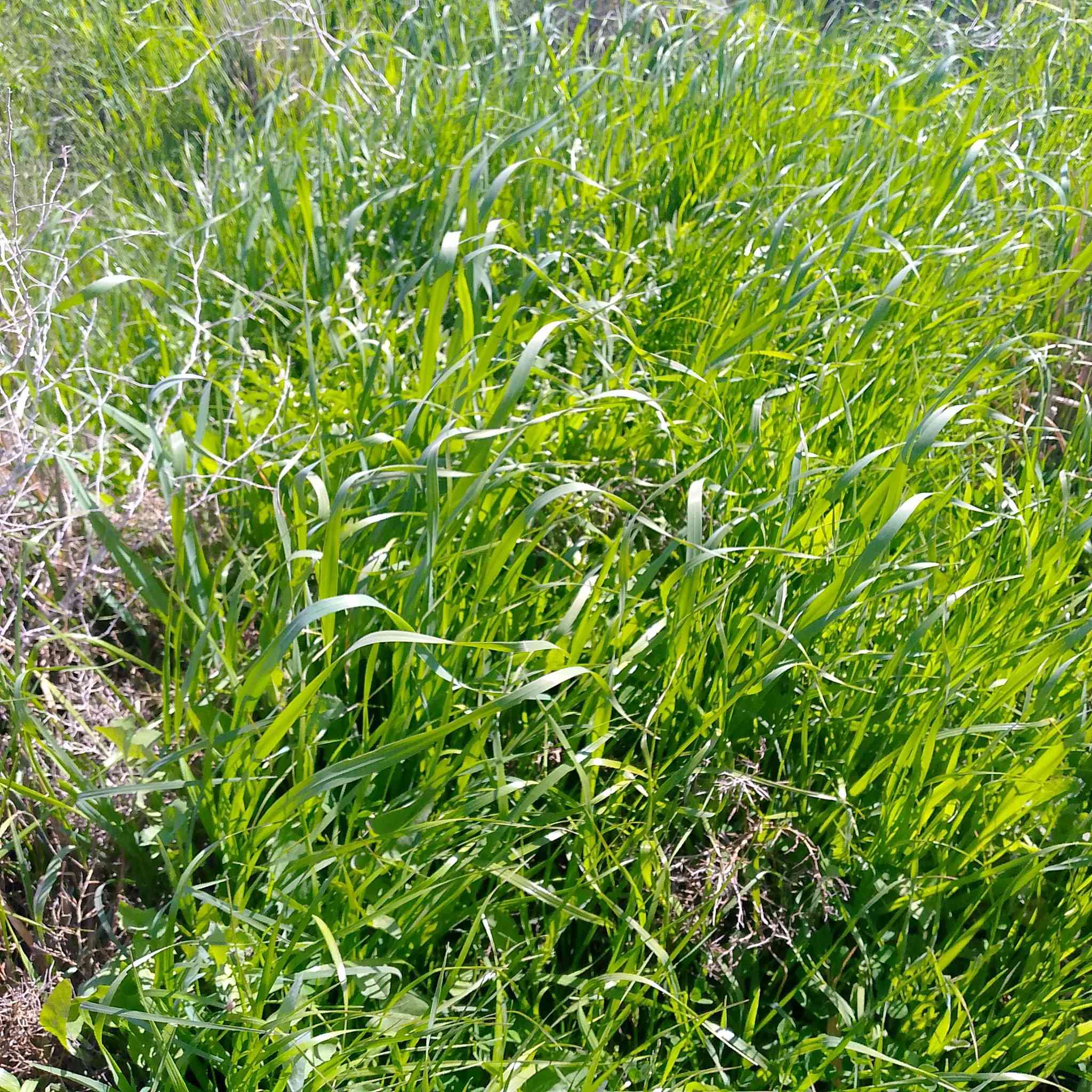 زرع للبيع شعير 7 دوانم بور دونمين ثخينات و5 فرجات مال سراحه الصور مو واضحات المكان البخلف الثانيه بسعر مناسب الشراي يراسل خاص او يتصل على الرقم ***********
