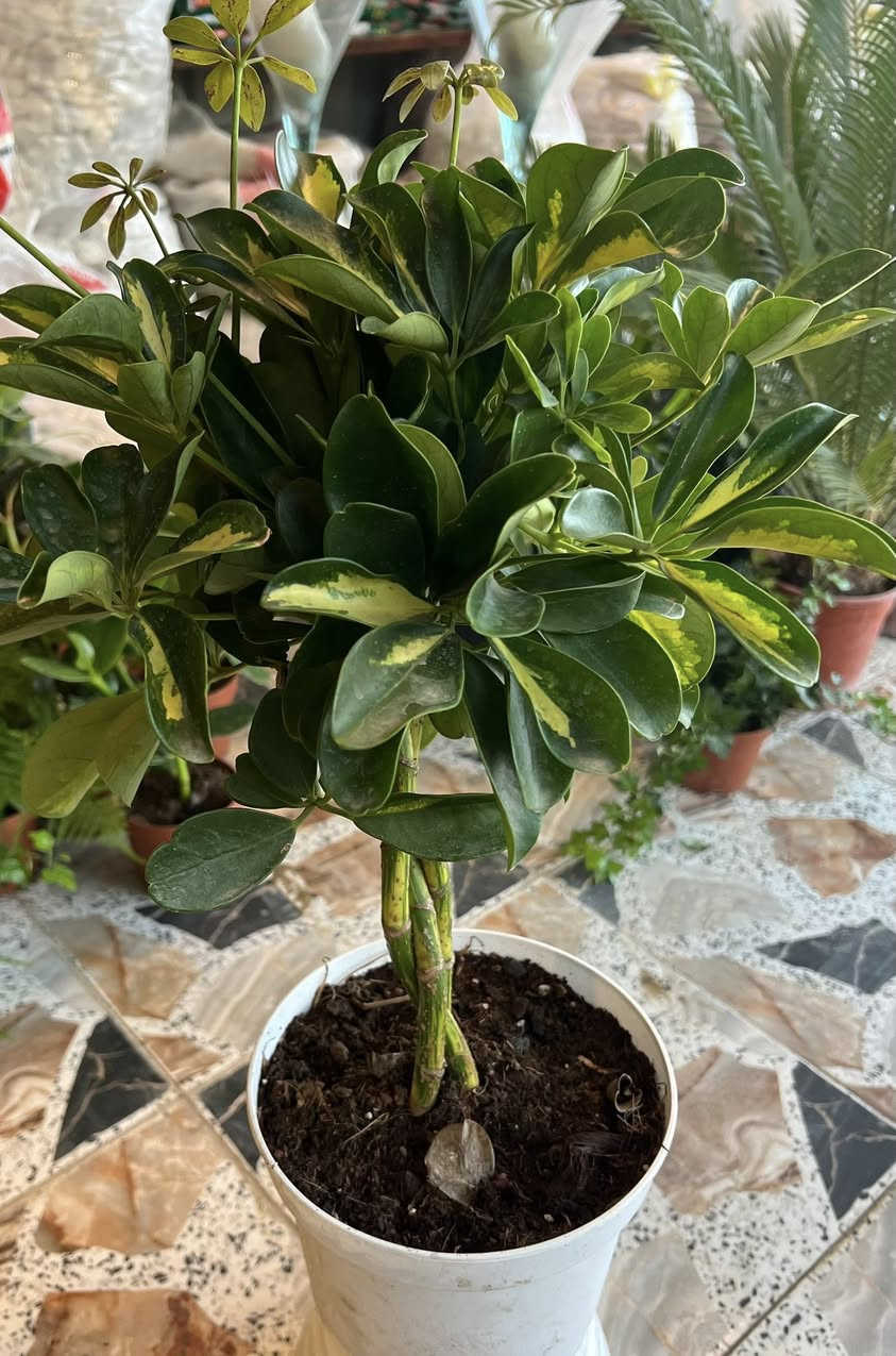 علىً بركة الله 

يعلن مشتل تل الورد 🌹🌹🌹
بادارة قصي السلطاني 🌺
عن وصولة وجبة جديدة من الظليات 
كما موضح بالصور ادناه 
وباسعار مناسبة 
كل ماعليك زيارة مشتل تل الورد 🌹🌹🌹
العنوان بابل المدحتية شارع ربيانه  قرب المركز الصحي 
مقابل مدرسة المجتبى الابتدائيه 

للاستفسار فقط وات ساب ع الرقم ***********
توجد خدمة توصيل فقط بابل 🚕
واهلا وسهلا🥀🥀
