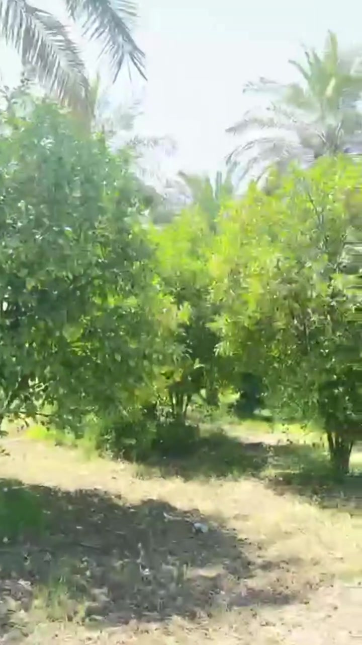 السلام عليكم
يتوفر دونم طابو سند ٢٥ تحويل مباشر المدائن
وجه الدونم ٣٠ متر
المدائن منطقه الجعاره
استفسار
***********
***********
 #مزارع #سلمان_باك #المدائن
#ضفاف_نهر_دجلة #غابات_المدائن
