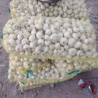 بصل • بصل جرخ • بصل عراقي • بصل درجة اولى • بصل للبيع • بصل بالجملة • ...