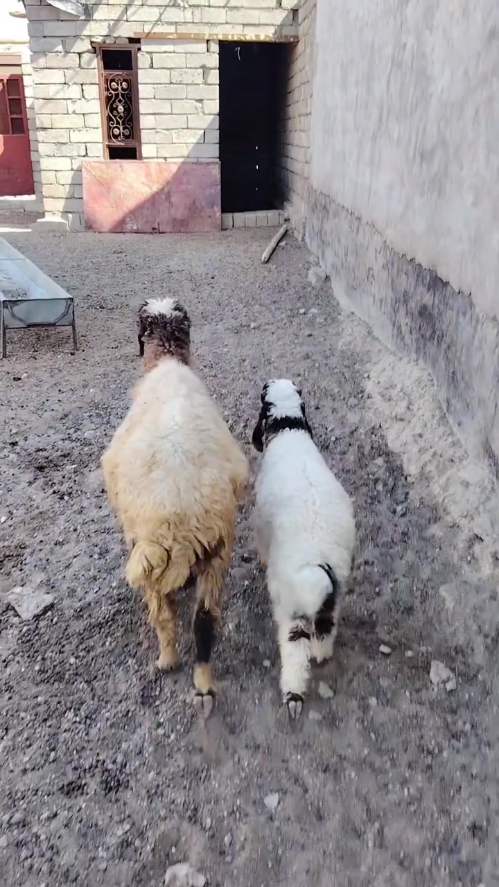 سلام عليكم
يوجد مطفل وراه طلي محنيه فوك ابنه مالت جنيه نعجه حلوه سنه درجه اوله شرط النصاحه المكان بيجي حي العصري الشراي يخابرني عله رقم ***********

