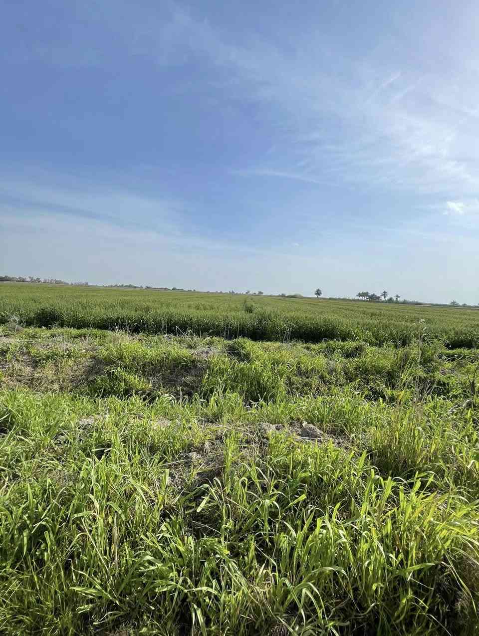 للبيع – أرض زراعية قابلة للتحويل سكني او مزرعه او شاليه / العنوان التاجي
2 دونم طابو زراعي سند 25
فتح بيان + تحويل بالطابو
كهرباء + ماء + خدمات كاملة
شارع 10م
📍 بغداد – التاجي قرب ذراع دجلة

💰 السعر: 50 مليون للدونم
(يوجد ب60 مليون)
وعندي على 25 مليون للدونم الواحد 
📞 ***********
