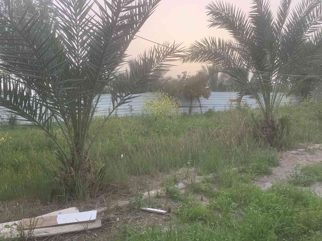 للبيع مزرعة طابو سند ٢٥بيت مسبح  وشلال ونخيل عدد كبير مثمر وخير من الله واشجار لاكهة مثمرة تفاح تين زيتون مشمش وبرتقال ونبك وتكي وماء اسالة وبئر ونهر وركن بصف البزل وركن بصف الدير واول قطعة بصف الدير وسقائف عرض٨م عرض وطول ٣٥م وكهرباء وانارة بين النخيل والاشجار ومدارس وخدمات وبصف الشارع ودخله رئاسية ومسيجة ***********
