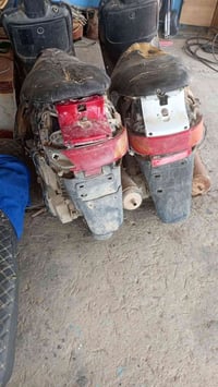 فراشات متروكات للبيع 07804045792