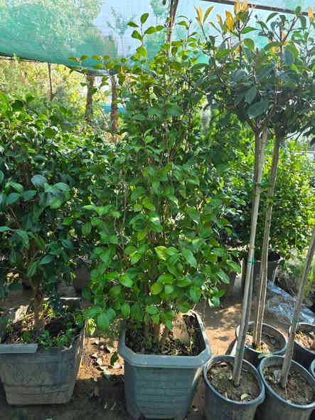 الكاميليا الجميلة

نبات شجيري دائم الخضرة يشتهر بأزهاره الكبيرة والنابضة بالحياة التي تتفتح عادة في الشتاء والربيع

الاستخدام غالبا ما تزرع في الحدائق أو كشجيرات مميزة، وهي مناسبة للزراعة في الأواني الكبيرة كما في الصورة

متوفر لدى مشتل الورده الصفراء بعده ااحجاام 
للطلب  او  الاستفساار  على  ***********
